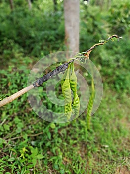 Petai is a nutrious vegitable grow in the wilderness