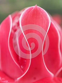 Petal base of red torch ginger flower, which overlap from base to top, show texture and abstraction of nature