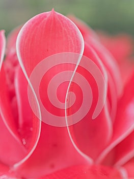 Petal base of red torch ginger flower, which overlap from base to top, show texture and abstraction of nature