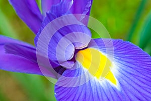 Petal of blue and purple iris flower