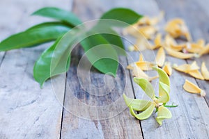 Petal of Climbing Ylang-Ylang, Manorangini, Hara-champa, Kantali