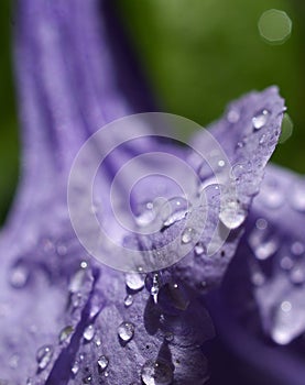 Petal in closeup after the rain