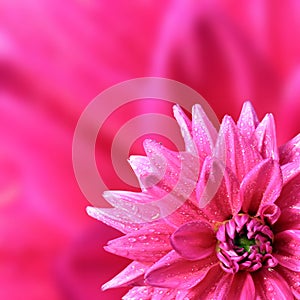 Petal of the dahlia