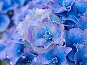 Petal detail of blue Hydrangea aka Hortensi flowers.