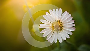 Petal flower background radiates with soft natural light