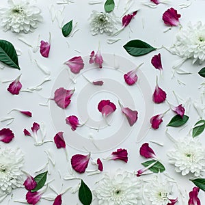 Petal flowers with copy space on white background.Flat lay