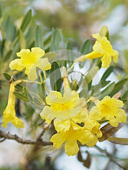 Petal fragility Nerium oleander Apocynaceae Oleander Sweet Oleander Rose Bay yellow Flower beautiful in nature