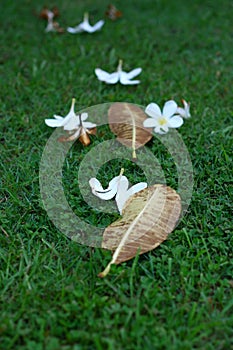 Petal and leaf in the grass