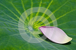 Petal and Leaf of lotus