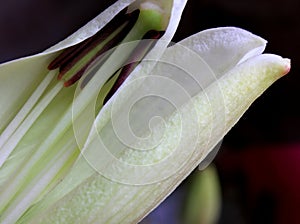 Petal of lily