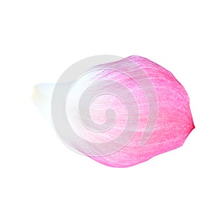 petal of the lotus blossom on white background