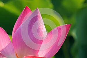 Petal of Lotus