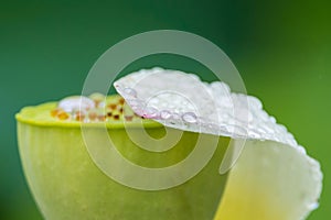 Petal of lotus on a receptacle with water drop.