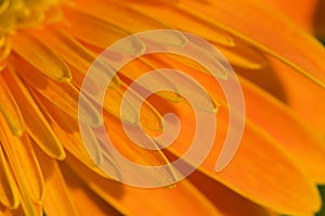 Petal of orange marguerite photo