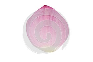 Petal of the pink lotus