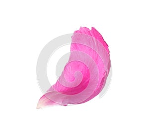 Petal of pink peony flower isolated on white