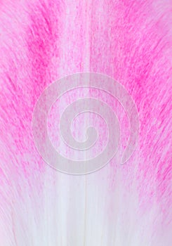 Petal from a pink tulip flower texture background. Minimalism, beautiful natural wallpaper. Copy space, close up. Macro photo