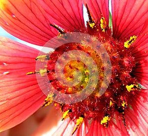 Petal of red flower