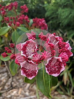 Petal red flower green garden backdrop