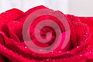 Petal of red rose with water drops. Close-up