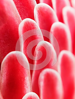 Petal of red torch ginger flower, which overlap from base to top, show texture and abstraction of nature