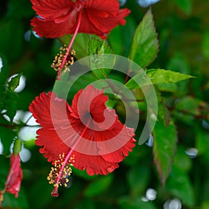 petal rose perennial plant biodiversity planet with leaf