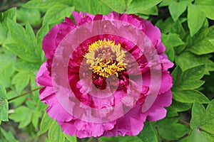 Petal and stamen