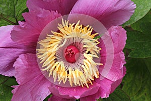 Petal and stamen