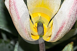 Petal and Stamen