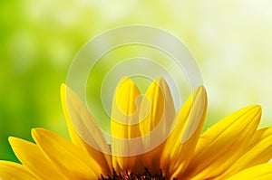 Petal of sunflower