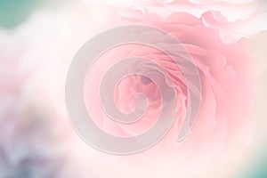 Petal sweet rose in soft color