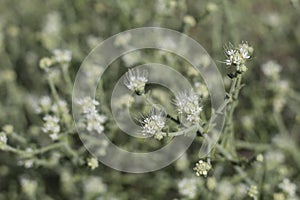 PETALONYX THURBERI - TWENTYNINE PALMS - 051620 B