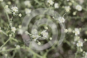 PETALONYX THURBERI - TWENTYNINE PALMS - 051620 C