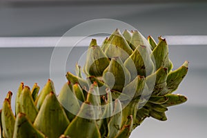 Petals of an artichoke cynara cardunculus in front of a structured background