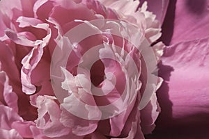 petals of a beautiful pink peony.