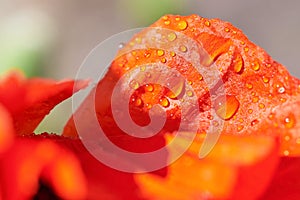 Petals of blooming poppy in water drops, macro