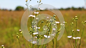 Petals and bulbs of flowers on a stem close up with wheat fields in the background