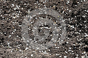 Petals of cherry blossoms on the ground