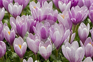 Petals of colchicum flowers as background