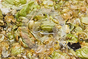 Petals and cons of hop on the surface of homet beer. close up. C
