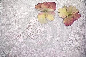 Petals on a crackled paint surface