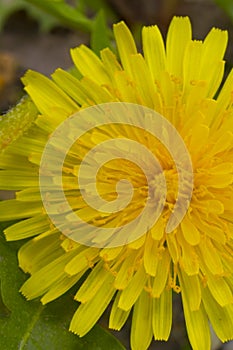 The petals of a dandelion