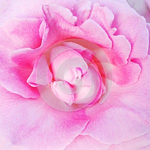 Petals of a delicate pink rose close-up