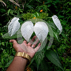 The petals of this flower is as big as my hand in meghalaya