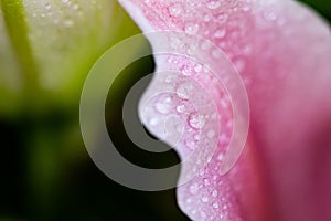 Petals and flower with droplet. Abstract close-up background with flower and natural minimal object