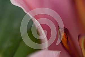 Petals and flower with droplet. Abstract close-up background with flower and natural minimal object