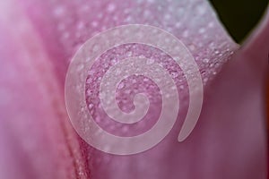 Petals and flower with droplet. Abstract close-up background with flower and natural minimal object