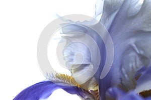Petals of a flower of an purple and white iris in details