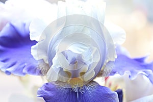 Petals of a flower of an purple and white iris in details