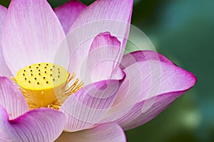 Petals and flowers